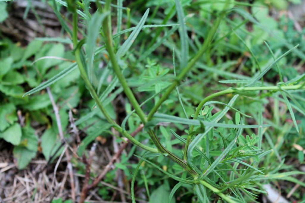 Senecio inaequidens (Asteraceae)